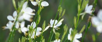 plant met witte bloem