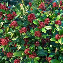 planten met bloemen voor buiten