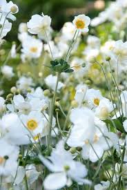 planten witte bloemen