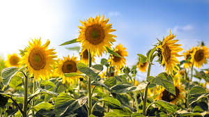 zonnebloem planten