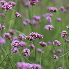 bloeiende vaste planten per maand