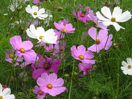 cosmea vaste plant