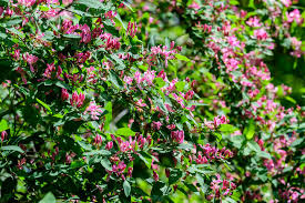 geurende planten