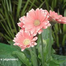 gerbera vaste plant