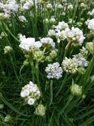 tuinplant met witte bloemen