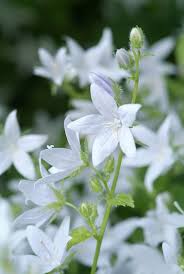 tuinplant witte bloemen