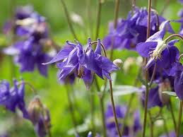 vaste tuinplanten met bloemen