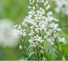 plant met kleine witte bloemetjes