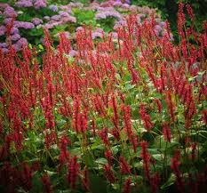 rood bloeiende vaste planten