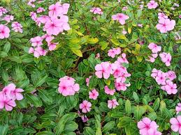 roze bloemen plant