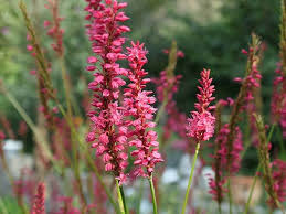 roze tuinplanten