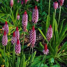 winterharde tuinplanten met bloemen