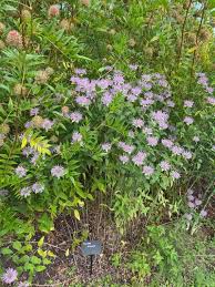 grasachtige plant met paarse bloemen