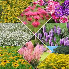 meerjarige planten met bloemen