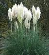 plant kleine witte bloemetjes