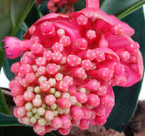 plant met grote roze bloemen