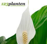 plant met witte kelkbloemen