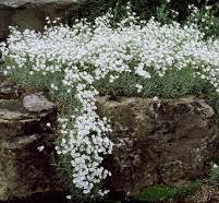 plant witte bloem buiten