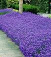 tuinplant met blauwe bloemen