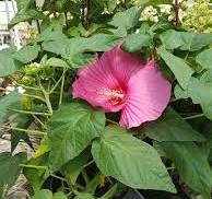 tuinplant met grote roze bloemen