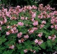 tuinplant met roze bloemen