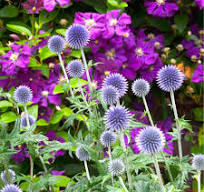 paarse bloemen tuin