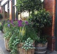 bloemen in pot buiten