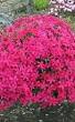 flox bloemen