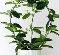 kamerplant met witte bloemen