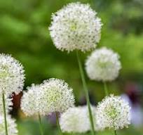 plant bloem