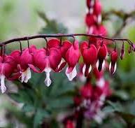 plant bloemen