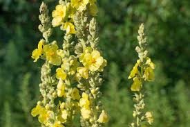 plant gele bloemen