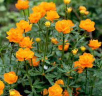 plant met oranje bloemen