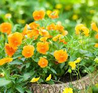 planten met oranje bloemen