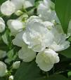 terras bloemen
