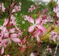 vaste plant met roze bloemen