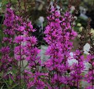vaste plant roze bloemen