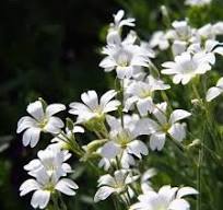 vaste plant witte bloem