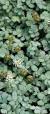 vaste planten witte bloemen