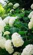 wintervaste bloemen