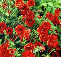 buitenplant met rode bloemen