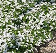 eenjarige planten met witte bloemen