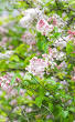 geurende bloemen