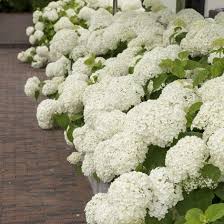 hortensia plant kopen