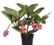 kamerplant met roze bloemen