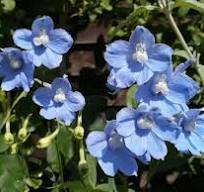 vaste plant met kleine blauwe bloemen
