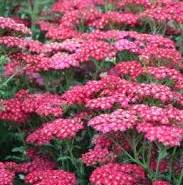 vaste plant met rode bloemen
