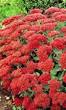 vaste planten met bloemen volle zon