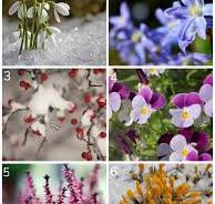 winter bloemen voor buiten