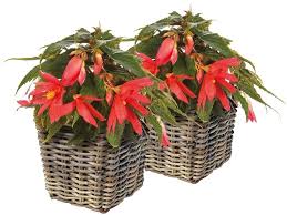 begonia tuinplant